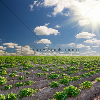 potato field on a sunset under blue sky