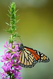 Feeding monarch butterfly