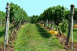 Grape vinyard row