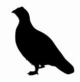 vector silhouette of the partridge on white background