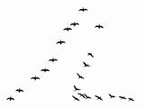 vector silhouette flock geese on white background