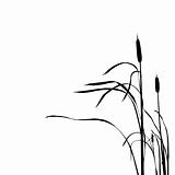 vector silhouette of the reed isolated on white background