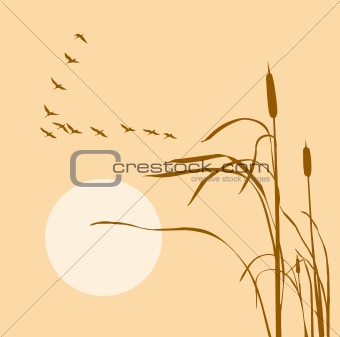 vector  drawing flock geese on bulrush