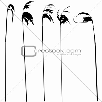 vector silhouette of the herb isolated on white background