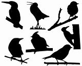 vector silhouette of the small birds on branch tree