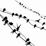vector silhouette migrating swallow reposing on electric wire
