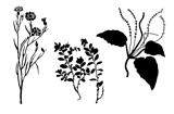 vector silhouettes of the timber plants on white background