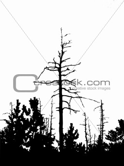 silhouette dry tree isolated on white background