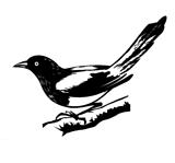 illustration magpie on white background