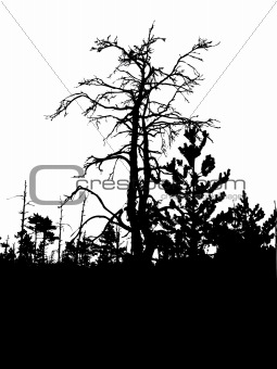 silhouette dry tree isolated on white background