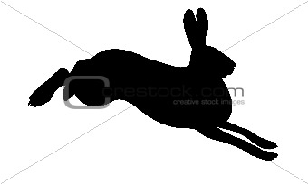 silhouette of the rabbit on white background