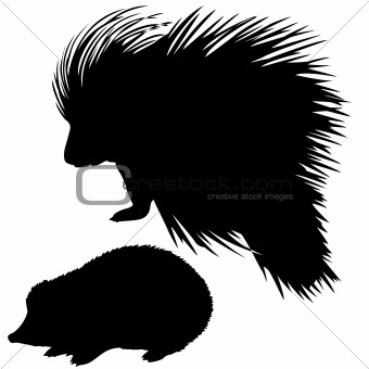 silhouette of the hedgehog and porcupine on white background