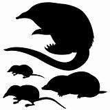 silhouette of the mole, mouse and desmans on white background