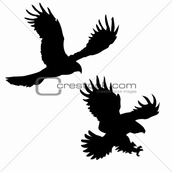 silhouette of the ravenous birds on white background