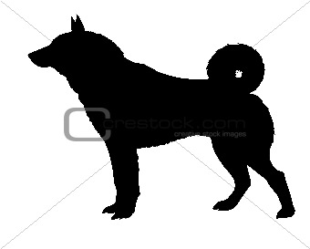 silhouette of the kidskin isolated on white background