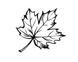 sketch of the sheet of the maple on white background