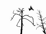 silhouette dry tree and birds isolated on white background