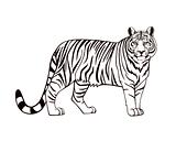 Black and white wild tiger. Vector
