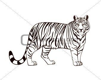 Black and white wild tiger. Vector