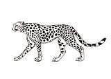 Black and white cheetah. Vector