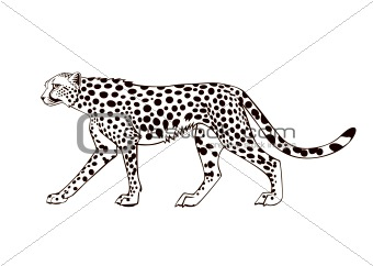 Black and white cheetah. Vector