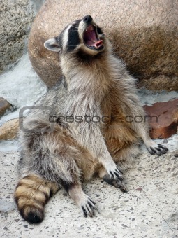 Jawing raccoon