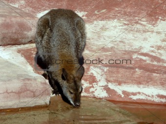 Kangaroo drinks water