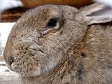 Large hare