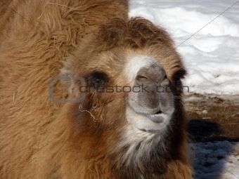 Orange camel