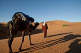 Camel walking through the desert
