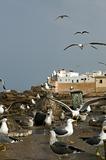 Seagulls in Morocco