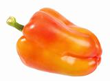 Single red-orange fresh pepper