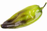 Single green-purple fresh pepper