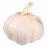 Single white garlic