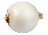 Single a white fresh onion