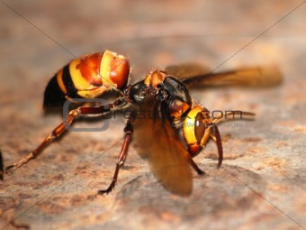 wasp bee macro