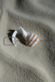 Cockleshell and sand