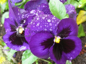 violet pansies after rain