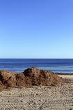 algae seaweed dried on Mediterranean beach
