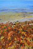 colorful yellow red seaweed sea algae