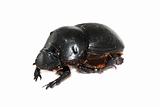 insect dung beetle