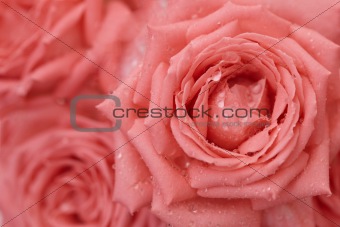 Roses with drops on petals - background