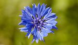 Blue flower - Centaurea closeup