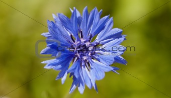 Blue flower - Centaurea closeup
