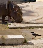 hippo and bird
