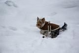 dog at snow