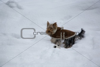 dog at snow