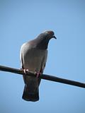 depths of a lonely dove in on a Wire