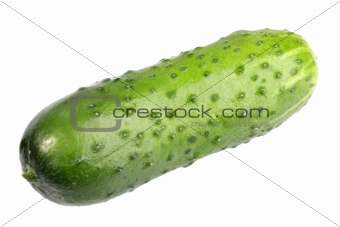 Single green fresh cucumber