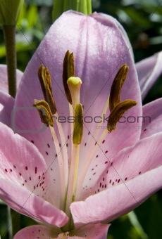 lily flower with stamens and pistil